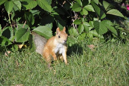 Squirrel on a green background の写真素材