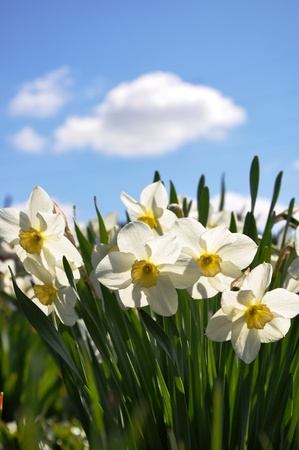 Daffodils in the sky の写真素材