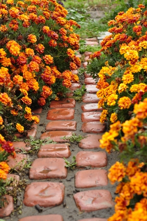 Alley of flowers の写真素材
