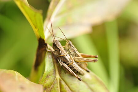 Grasshoppers in the grass.の写真素材