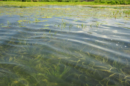 Lake with clear water and algae on the bottom.の写真素材
