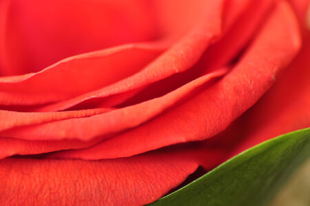 Scarlet rose petalsの写真素材