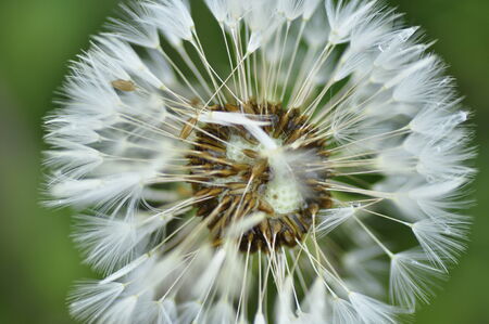 Wet dandelion.の写真素材