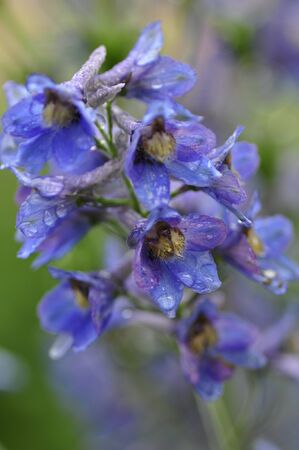 Larkspur flower.の写真素材