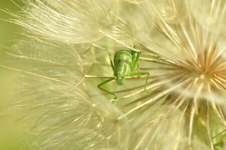 Grasshopper in a dandelion.の写真素材