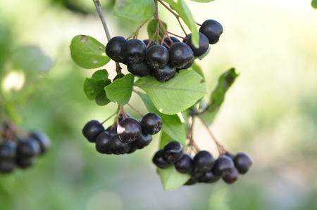 Brush chokeberry.