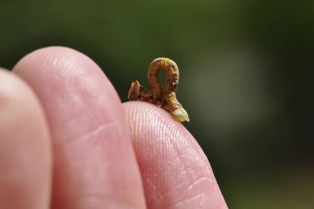 Funny little caterpillar on a human hand.の写真素材
