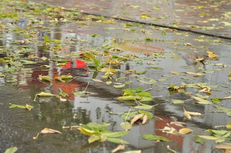 Rain, leaves and puddles.の写真素材