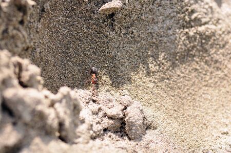 Ant on the sand.