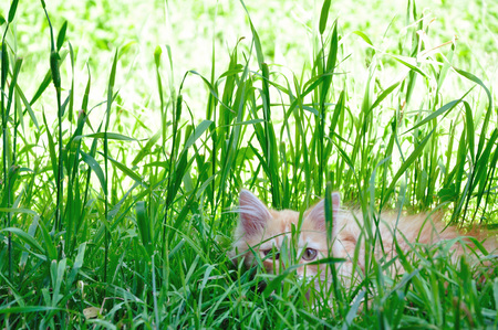 Fluffy kitten hiding in the green grass.の写真素材