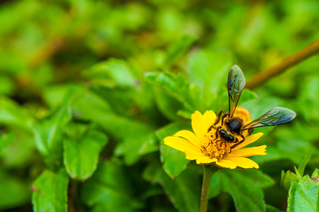A Bee collecting nectar from yellow flowerの写真素材