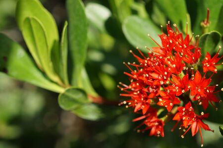 A branch of Blooming Red flower in the gardenの写真素材