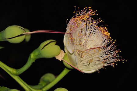 firework flowerの写真素材