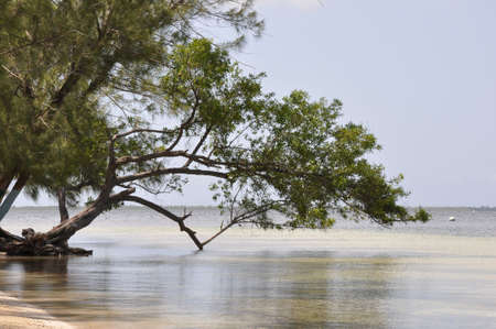tree hanging over oceanの写真素材