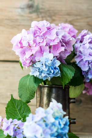Pastel color hydrangea flowers on wooden tableの写真素材