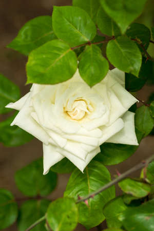 White rose flower in the gardenの写真素材