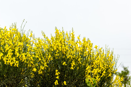 Forsythia bushes against a spring blue sky.の写真素材