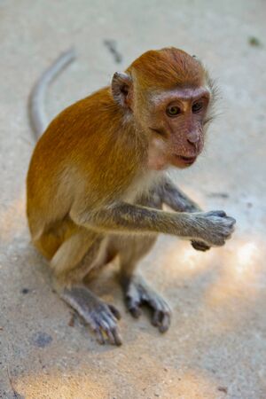 Monkey sitting on the beach (send) and looks pensiveの写真素材