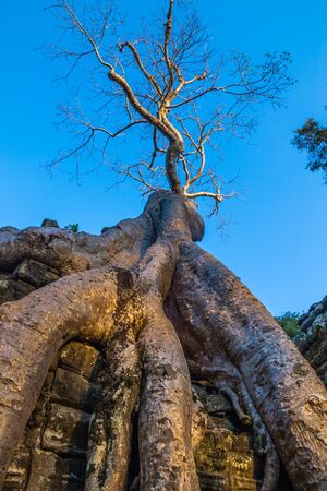 Huge withered roots of banyan tree growing out the ruin of Ta Prohm, Angkor Complex, Siem Reap, Cambodiaの写真素材