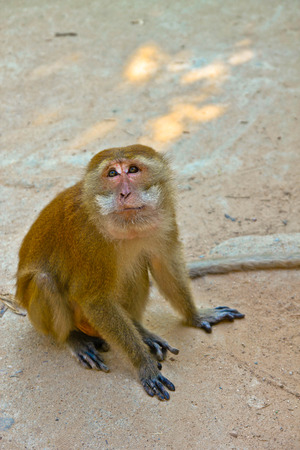 monkey sitting on sunny tropical beach and looking upの写真素材