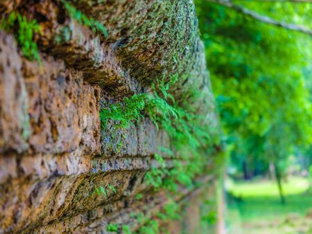 Ancient wall with green leaves and moss, perspective, forest, Angkor Wat, Siem Reap, Cambodiaの写真素材