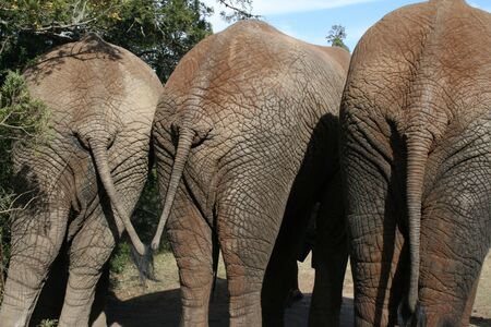 Three elefant\'s rear endsの写真素材