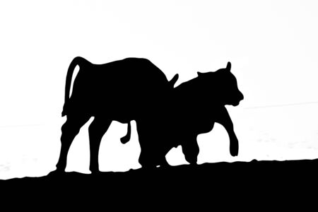 cow cutのイラスト素材