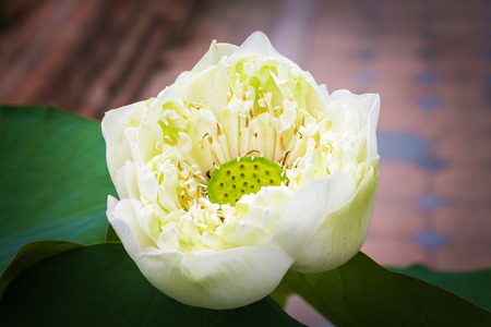 flowerの写真素材