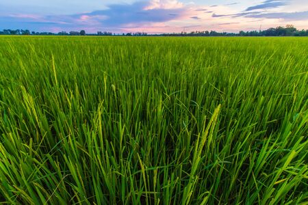 cornfieldの写真素材