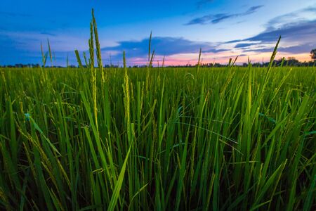 cornfieldの写真素材