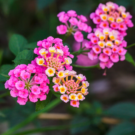 Flowerの写真素材