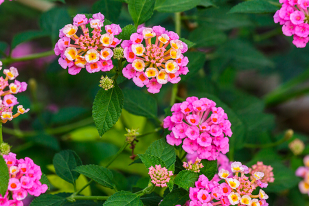 Flowerの写真素材