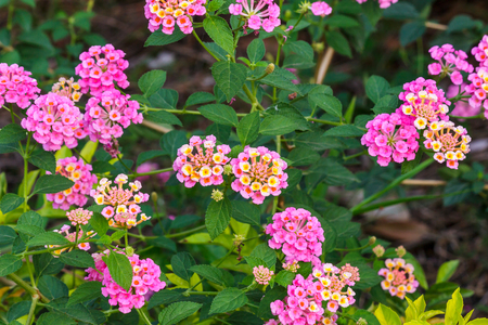 Flowerの写真素材