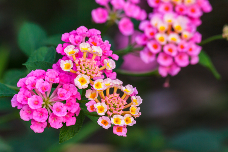 Flowerの写真素材