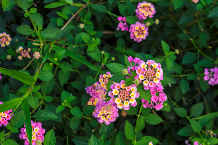 Flowerの写真素材