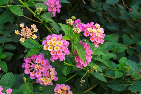 Flowerの写真素材