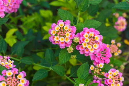 Flowerの写真素材