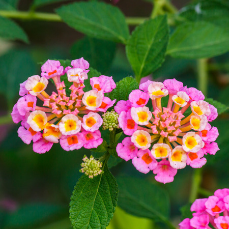 Flowerの写真素材