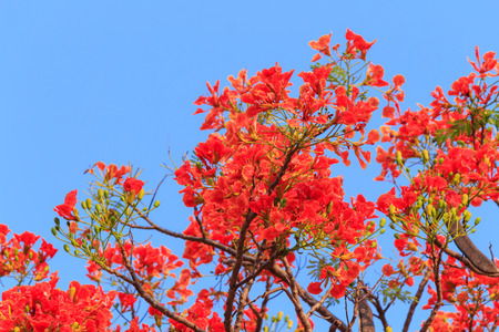 Red Flowersの写真素材