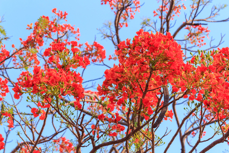 Red Flowersの写真素材