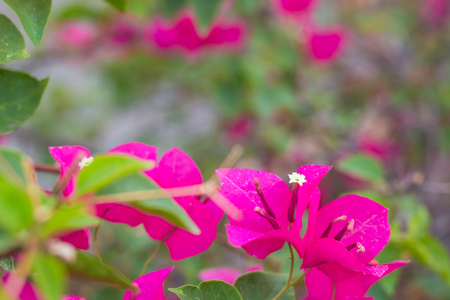 pink flowersの写真素材