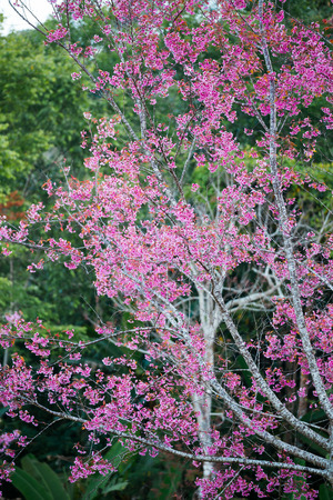 Cherry flower Prunus cerasoides,Giant tiger flower.bright pink flowers of Sakura in "Phu Lom Lo" National Park Loei province, Thailand.の写真素材