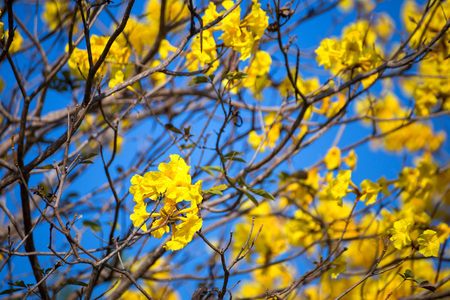 Golden trumpet tree at Park in on blue sky background.
