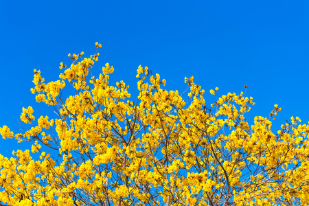 Golden trumpet tree at Park in on blue sky background.の写真素材