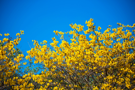 Golden trumpet tree at Park in on blue sky background.