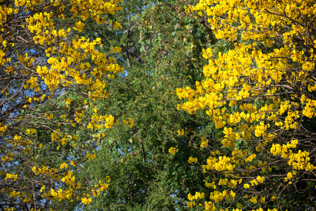 Golden trumpet tree at Park in on blue sky background.の写真素材