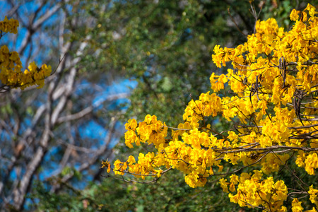 Golden trumpet tree at Park in on blue sky background.
