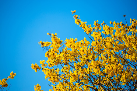 Golden trumpet tree at Park in on blue sky background.の写真素材