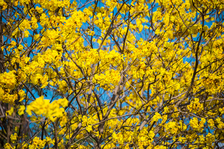 Golden trumpet tree at Park in on blue sky background.の写真素材