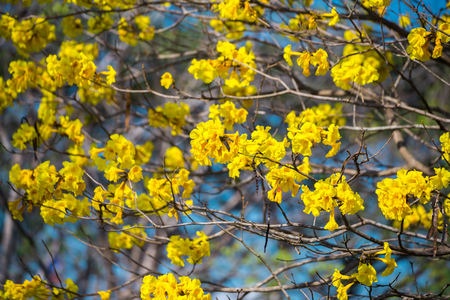 Golden trumpet tree at Park in on blue sky background.の写真素材